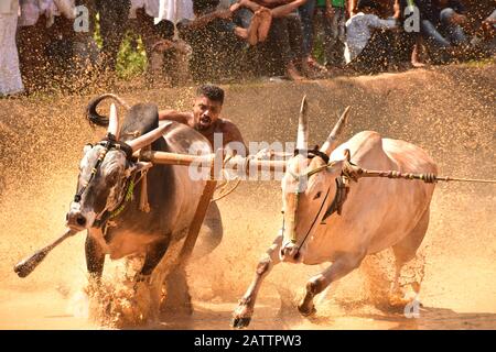 bulls running through mud with plough attached and pulling a farmer / mud splashing Stock Photo