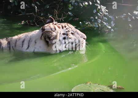 side view of Rare Black and White Striped Adult Tiger swimming in water pond, 2020 Stock Photo