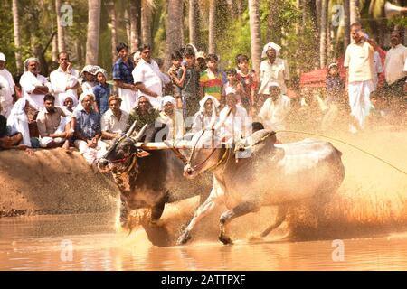 bulls running through mud with plough attached and pulling a farmer / mud splashing Stock Photo