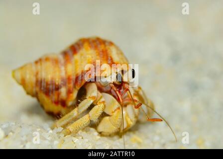 Hermit crabs strolling on the white sand beach,at Ko Adang, Satun province, Thailand. It uses empty shells to hide one's self and living. Stock Photo