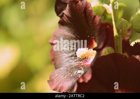 Dark hollyhock beautiful flowers (Alcea rosea) on a summer sunny day in the garden. Retro style toned Stock Photo
