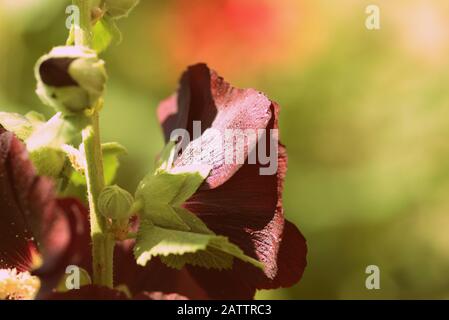 Dark hollyhock beautiful flowers (Alcea rosea) on a summer sunny day in the garden. Retro style toned