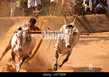 bulls running through mud with plough attached and pulling a farmer / mud splashing Stock Photo