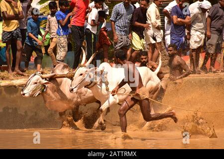 bulls running through mud with plough attached and pulling a farmer / mud splashing Stock Photo