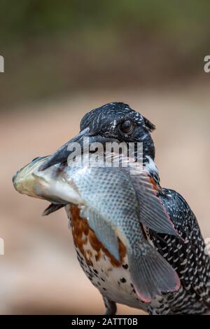 Bird v fish - a giant kingfisher - Megaceryle maximus - with a huge redbreast tilapia - Coptodon rendalli - it caught in the Sabie River in the Kruger Stock Photo