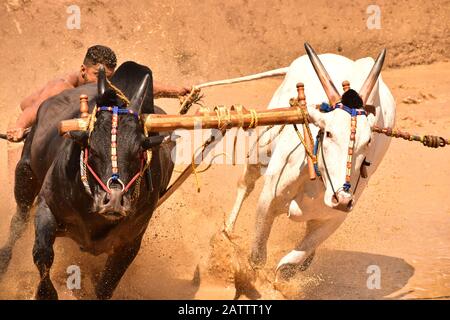 bulls running through mud with plough attached and pulling a farmer / mud splashing Stock Photo