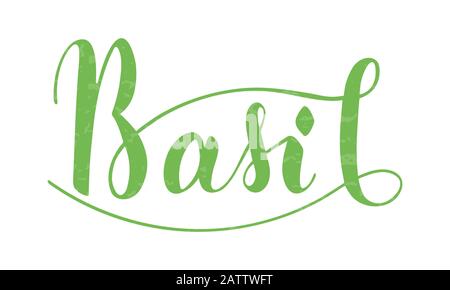 Vector hand written basil text isolated on white background. Kitchen healthy herbs and spices for cooking. Script brushpen lettering with flourishes. Stock Vector