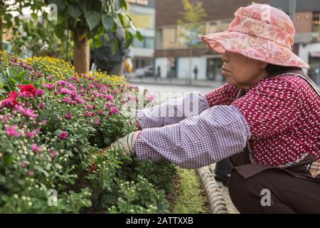 A close up profile of elderly female gardener tends a roadside garden located in the major commercial district in Gangnam, Seoul, South Korea. Stock Photo