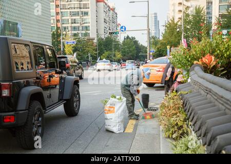 An elderly gardener sweeps the ditch while working right next to the busy traffic in the popular retail crossings of Ganhnam, Seoul, South Korea. Stock Photo