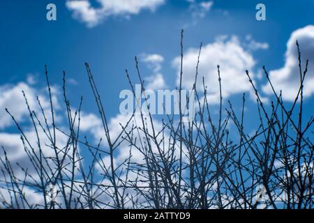 Blurred. Still unopened willow buds in the background light through the soft lens against the blue sky. Background. Stock Photo