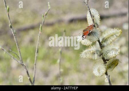The day peacock eye butterfly sits on flowering willow buds in early spring. Background. Stock Photo