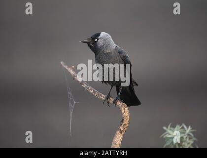 Jackdaw (Corvus monedula),  sitting on a branch, Hortobágy National Park, Hungary Stock Photo