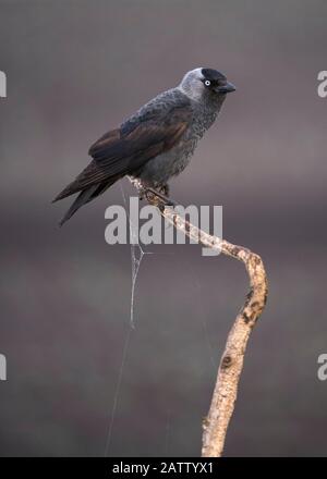 Jackdaw (Corvus monedula),  sitting on a branch, Hortobágy National Park, Hungary Stock Photo
