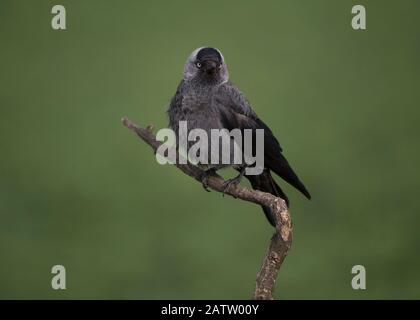 Jackdaw (Corvus monedula),  sitting on a branch, Hortobágy National Park, Hungary Stock Photo