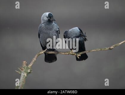 Jackdaw (Corvus monedula),  two sitting on a branch, Hortobágy National Park, Hungary Stock Photo
