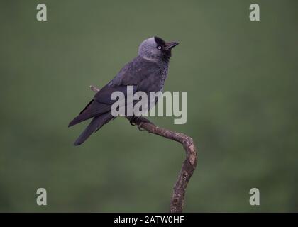 Jackdaw (Corvus monedula),  sitting on a branch, Hortobágy National Park, Hungary Stock Photo