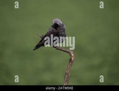 Jackdaw (Corvus monedula),  preening, sitting on a branch, Hortobágy National Park, Hungary Stock Photo