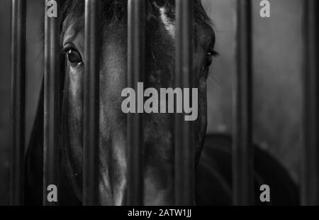 Beautiful black horse behind bars in a french stable. Sharp portrait shot of this magnificent dark animal and his eyes looking at the camera. Elegant Stock Photo