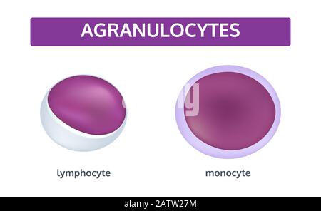 Vector set of white blood cells - agranulocytes: monocyte and lymphocyte. Medical concept. Stock Vector