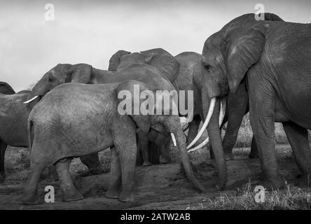 elephant family in the savanna, safari in Africa, Kenya, Tanzania, Uganda elephants fighting in the national park Hunting in Botswana hunt elephants Stock Photo