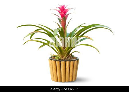Beautiful Red Bromeliad in bamboo pot isolated on white background, clipping path included. Stock Photo