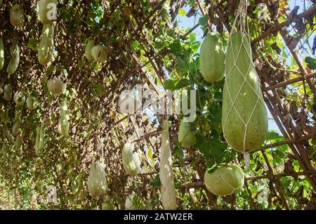 Calabash gourd or bottle gourd hanging on the vine plant tree (Lagenaria siceraria), Long winter melon, Gourd bottle (Lagenaria siceraria Standl) Hang Stock Photo