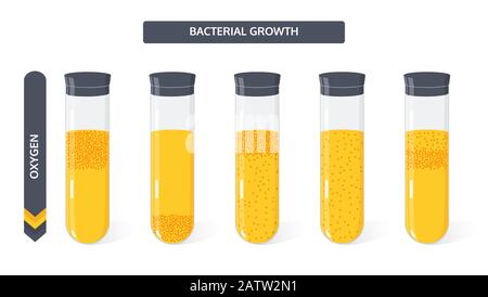 Growth of bacteria colony in the culture medium in the glass vial from the amount of oxygen. Microbiology vector concept. Stock Vector