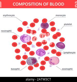 Infographics of composition of blood: red and white cells under a microscope with names on white background. Medical vector concept. Stock Vector