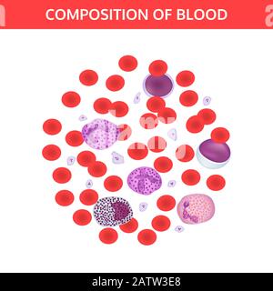 Composition of blood: red and white cells, platelets under a microscope. Medical vector concept on white background. Stock Vector