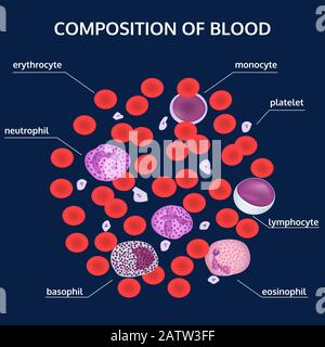 Infographics of composition of blood: red, white cells, platelets under a microscope with names on blue background. Medical vector concept. Stock Vector
