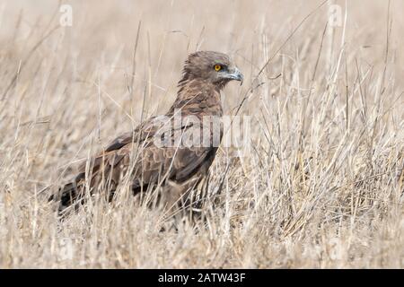 Brown Snake Eagle (Circaetus cinereus), adult standing on the ground, Mpumalanga, South Africa Stock Photo