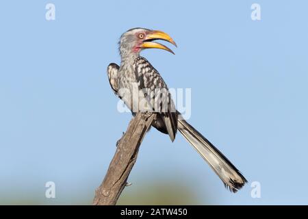 Southern Yellow-billed Hornbill (Lamprotornis leucomelas), adult perched on a dead branch, Mpumalanga, South Africa Stock Photo