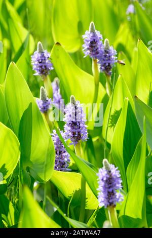 Pontederia cordata, heart-leaved pickerel weed, pickerel weed Stock Photo