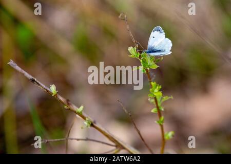 In early spring, a cabbage butterfly sits on a branch of a bush with blooming young green leaves. Bluer