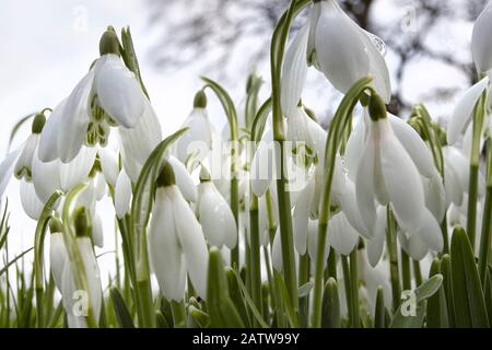 Snowdrops in Springtime Stock Photo