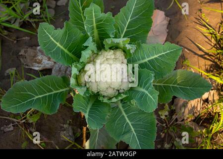 top view of fresh cauliflower vegetable plant in the field closeup natural scene Stock Photo