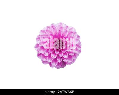 Pink flower Pompon Dahlia in rain drops isolated on white background, top view Stock Photo