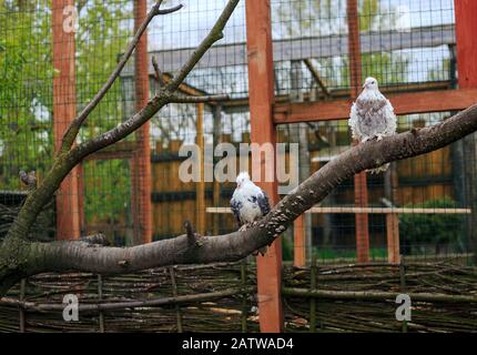 Curly Frillback Pigeons birds in dovecote. Yellow and white doves in pigeonry Stock Photo