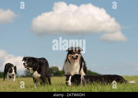 A group of obedient dogs - Border Collies in all ages from the young dog to the senior Stock Photo