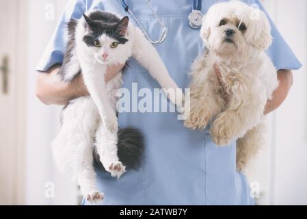 Vet with dog and cat in his hands Stock Photo