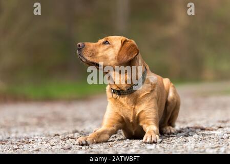 Labrador Retriever Dog is lying on the ground on a path outside in nature Stock Photo