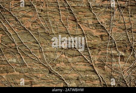 Dead Ivy on an old stone wall. Stock Photo