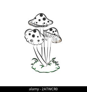 Hand drawn mushrooms. Vintage sketch of porcini portobello fungus morel truffle and oyster mushrooms. Stock Vector