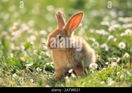 Domestic Rabbit, Dwarf Rabbit. Young on meadow. Germany Stock Photo