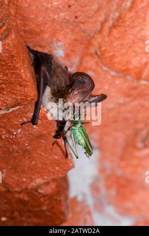 Brown Long-eared Bat, Common Long-eared Bat (Plecotus auritus) eating a cricket. Germany Stock Photo