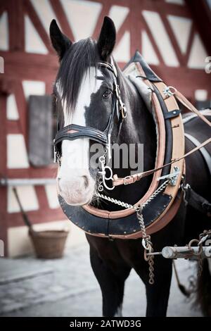 Shire Horse in harness, in front of a timber framed house. Germany Stock Photo