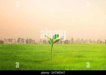 One Green tree with the background of many large building. Global warming and pollution theme . Conceptual image symbolizing  global warming leading t Stock Photo