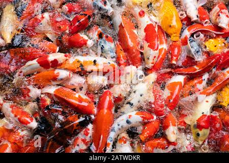 Many fancy carps (koi fish) competing for food in a pond. Feeding colourful fish in a pool. Stock Photo