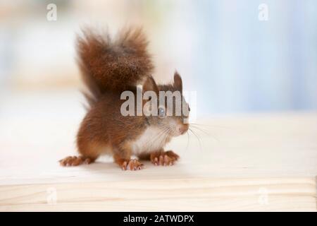 European Red Squirrel (Sciurus vulgaris). Orphaned young on a table. Grmany Stock Photo