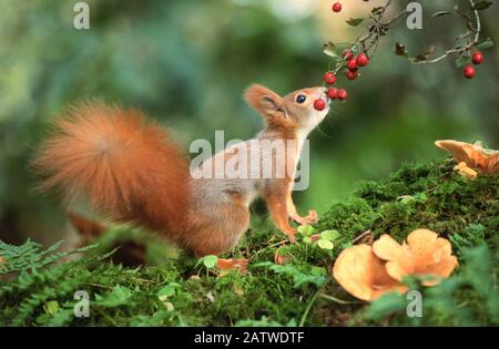 European Red Squirrel (Sciurus vulgaris) eating Crataegus berries. Germany Stock Photo